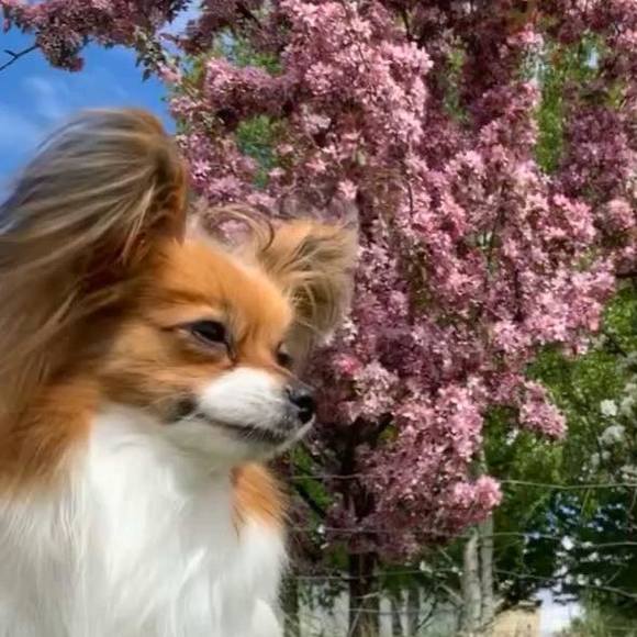 krystinchester
